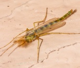 Chironomus plumosus