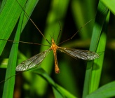 Tipula lunata