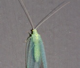 Chrysoperla lucasina