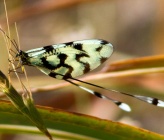 Nemoptera sinuata