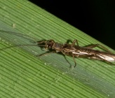 Nemoura marginata