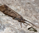 Hydropsyche pellucidula