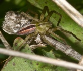 Micrommata ligurina - αρσενικό