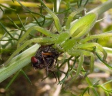 Micrommata ligurina - θηλυκό