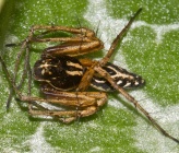 Oxyopes heterophthalmus - αρσενικό