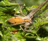 Pisaura novicia