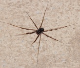 Platybunus pinetorum