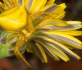 Thomisus onustus - θηλυκό