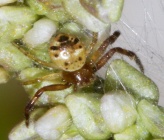 Synema globosum - αρσενικό, νύμφη