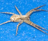 Philodromus albidus