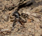 Saitis tauricus