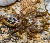 Thyene imperialis
