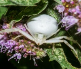 Misumena vatia
