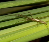 Tetragnatha nitens