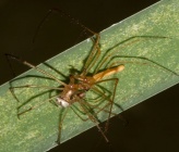 Tetragnatha nitens