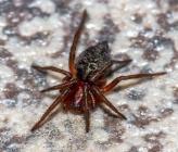  Agelena labyrinthica