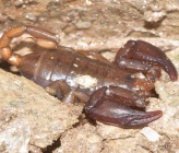 Euscorpius avcii