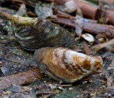 Dreissena polymorpha