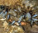 Dreissena polymorpha