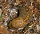 Tandonia kusceri