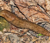 Tandonia pageti 