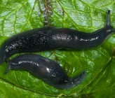 Limacidae sp Tatoi