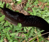 Tandonia cretica