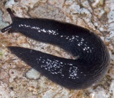 Tandonia melanica