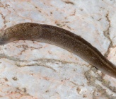Limacidae sp Parnitha