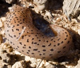 Limax conemenosi