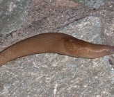 Limax graecus