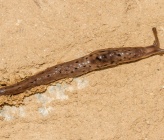 Limax graecus
