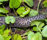 Limax maximus