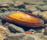 Unio pictorum
