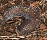 Tandonia totevi