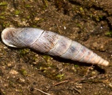 Albinaria buresi subsp polimilitis