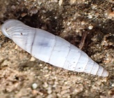 Albinaria discolor