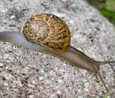 Helix aspersa