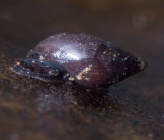 Melanopsis buccinoidea