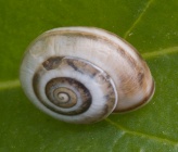 Theba pisana
