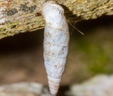 Albinaria freytagi