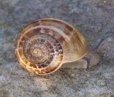 Eobania vermiculata