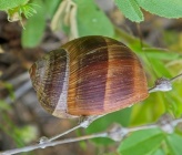 Helix cincta