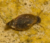 Physella acuta