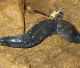 Deroceras rethimnonense