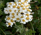 Achillea grandifolia