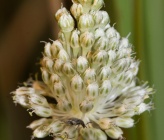 Allium guttatum subsp tenorei