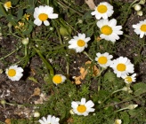 Anthemis tomentosa subsp heracleotica