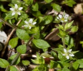 Arenaria serpyllifolia