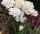 Armeria canescens